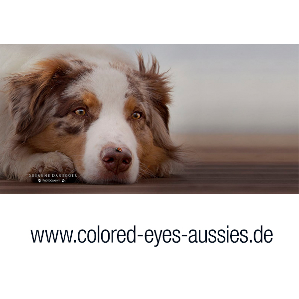 referenzen_colored-eyes-aussies